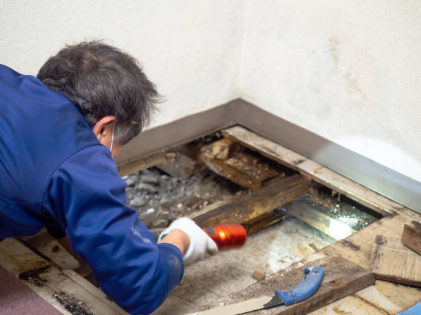 Best Health and Safety Mold Remediation in Harrison, MI