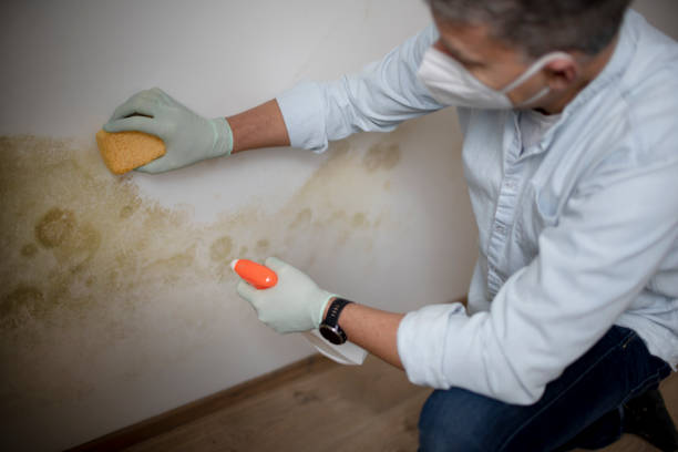 Best Basement Mold Remediation in Harrison, MI