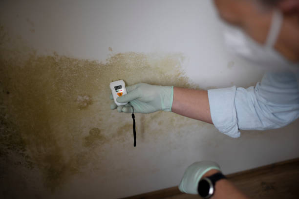 Best DIY Mold Remediation Support Services in Harrison, MI