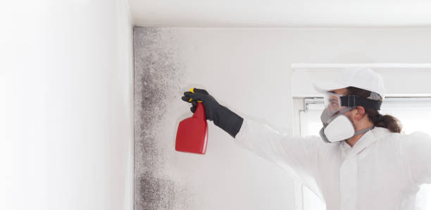 Best Residential Mold Remediation in Harrison, MI