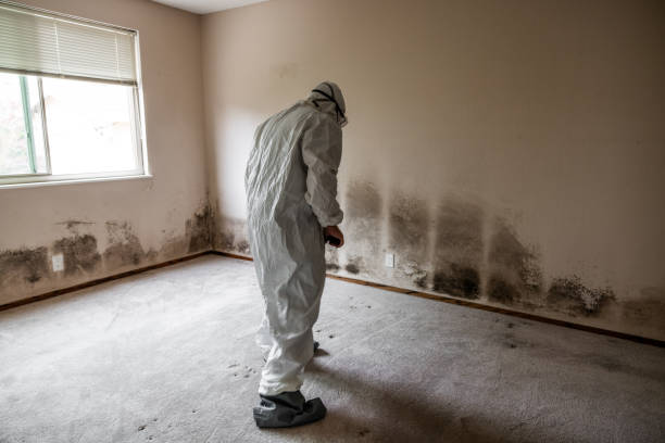 Best Bathroom Mold Remediation in Harrison, MI