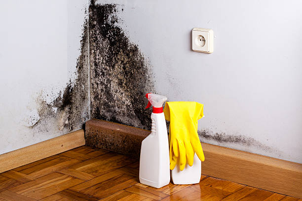 Best Industrial Mold Remediation in Harrison, MI