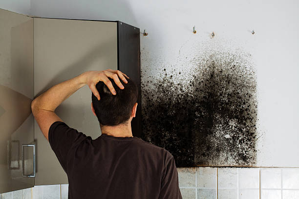 Best Black Mold Remediation in Harrison, MI