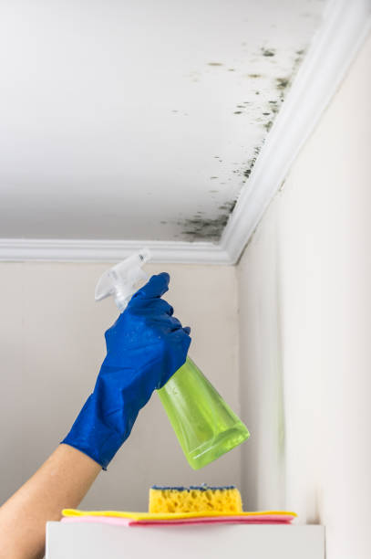 Best DIY Mold Remediation Support Services in Harrison, MI