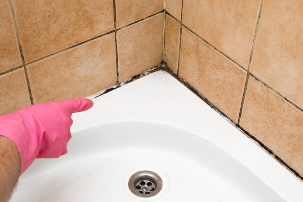 Best Insurance-Related Mold Remediation in Harrison, MI