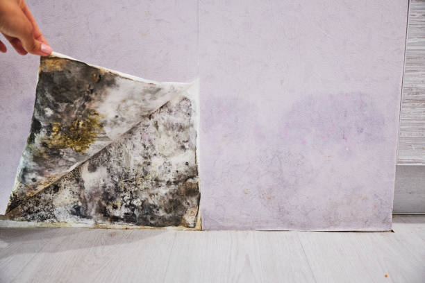 Best Emergency Mold Remediation in Harrison, MI